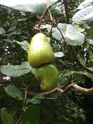 20120717-141356.jpg