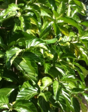 20120728-111433.jpg